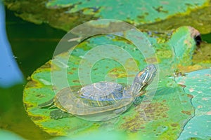 Red-Eared Slider