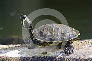 Red-Eared Slider photo