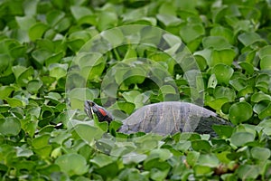 Red Eared Slider