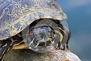 Red-Eared Slider photo