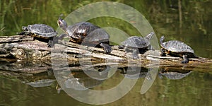 Red Eared Slider