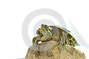 Red-eared slider