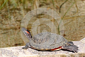 Red-eared slider