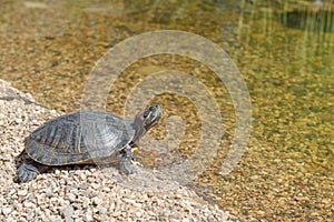 Red-eared slider