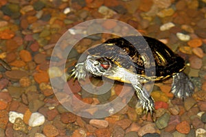 Red-eared Slider  602149