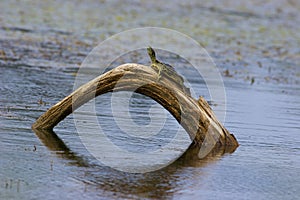 Red-eared Slider 708879