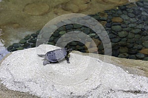 Red-eared slider aka terrapin turtle relaxing on the stone