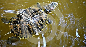 Red Eared Slider, Also known as the Red Eared Terrapin