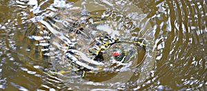 Red Eared Slider, Also known as the Red Eared Terrapin