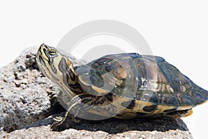 A Red-eared slider