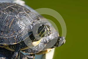 The red-eared slider, close view, swimming in his habitat
