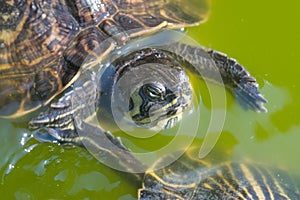 The red-eared slider close view swimming in his habitat