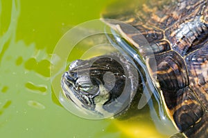 The red-eared slider, close view, swimming in his habitat