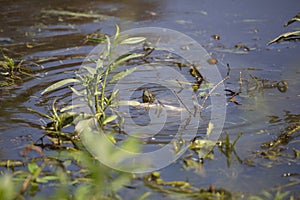 Red-Eared Slider and Eastern Mud Turtle