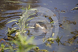 Red-Eared Slider and Eastern Mud Turtle