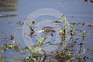 Red-Eared Slider Eating a Fish