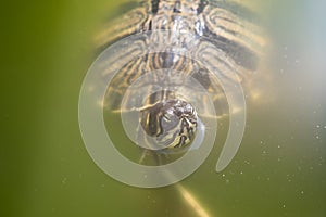 The red-eared slider enjoying the sun