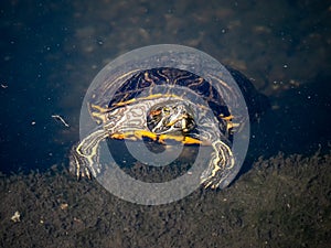 Red eared slider in a Japanese pond