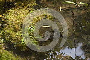 Red-eared slider in a pond