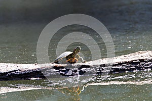 Red eared slider pond turtle sunning on drift wood in water