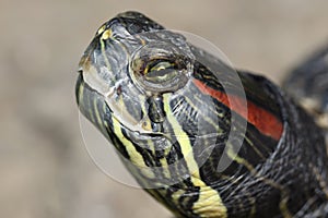 The red-eared slider or red-eared terrapin