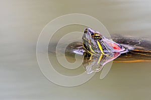 A red-eared slider or red-eared terrapin a subspecies of the pond slider