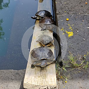 red-eared slider or red-eared terrapin is a subspecies of the pond slider, a semiaquatic turtle belonging to the family Emydidae.