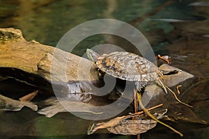 Red-eared slider, red-eared terrapin turtle with red stripe near