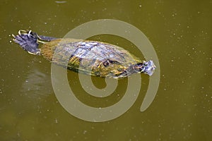 Red-eared slider, red-eared terrapin turtle with red stripe near ears floating on water in Singapore