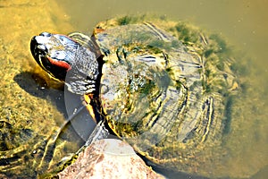 Red eared slider on the shore of small lake at the Oklahoma City Zoo