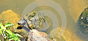 Red eared slider on the shore of small lake at the Oklahoma City Zoo