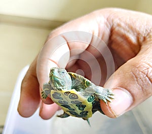 Red-eared slider smiling baby turtle in hands