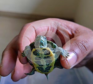 Red-eared slider smiling baby turtle in hands