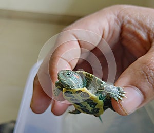 Red-eared slider smiling baby turtle in hands cute turtle