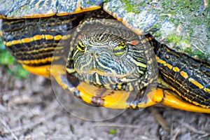 A Red-Eared Slider in the swamp of Estero Llano Grande State Park, Texas