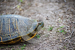 A Red-Eared Slider in the swamp of Estero Llano Grande State Park, Texas