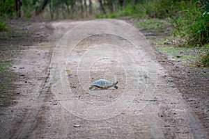 A Red-Eared Slider in the swamp of Estero Llano Grande State Park, Texas