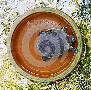 Red-eared slider terrapin in a brown clay plate