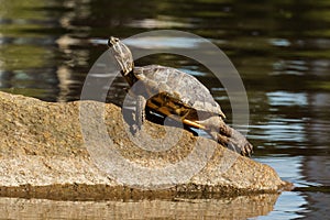 Red Eared slider or Terrapin - Trachemys scripta elegans semiaquatic turtle