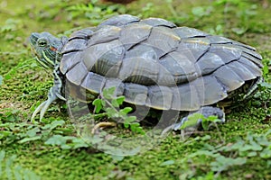 A red eared slider tortoise is basking on the moss-covered ground on the riverbank.