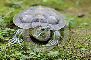 A red eared slider tortoise is basking on the moss-covered ground on the riverbank.