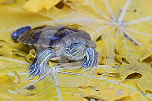 A red eared slider tortoise is basking before starting its daily activities.