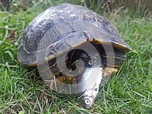 A red eared slider tortoise is foraging in a meadow by the river.