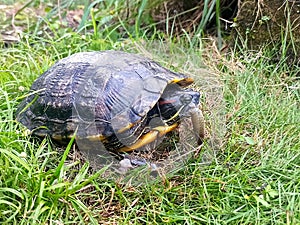 A red eared slider tortoise is foraging in a meadow by the river.