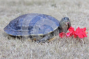 A red eared slider tortoise is sunbathing before starting their daily activities.