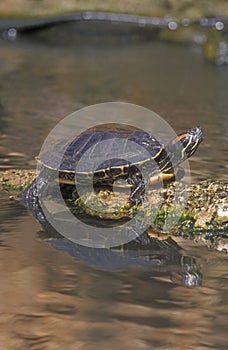 Red-eared slider, Trachemys scripta