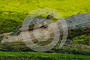 Red-eared Slider - Trachemys scripta elegans