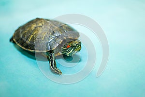 Red-eared Slider Trachemys scripta elegans