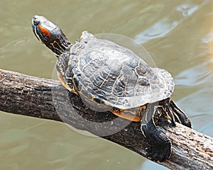 Red-eared slider Trachemys scripta elegans