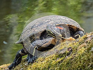 Red-eared slider Trachemys scripta elegans